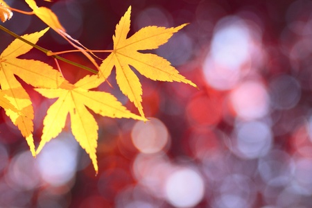closeup colorful  leaves in autumの写真素材