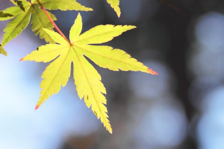 closeup colorful  leaves in autumの写真素材