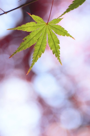 closeup colorful  leaves in autum