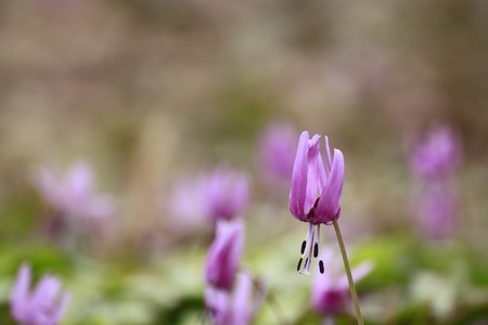 Close  up     Katakuri   Erythronium   japonicum   in spring  の写真素材