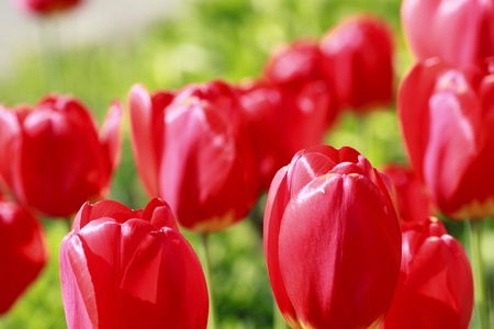 Close   up   Beautiful blossoming tulip   in  Iwate
