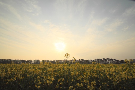 Rape field, canola crops on blue sky in Japanの写真素材