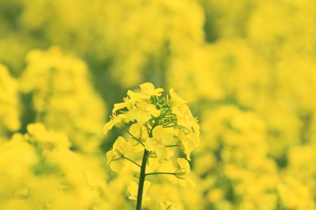 Rape field, canola crops   in Morioka,  Iwate,  Japan の写真素材