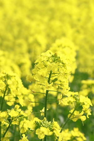 Rape field, canola crops   in Morioka,  Iwate,  Japan の写真素材