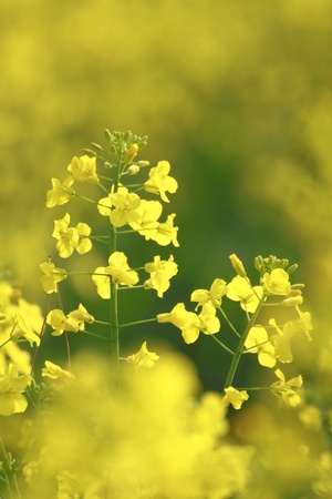 Rape field, canola crops   in Morioka,  Iwate,  Japan の写真素材