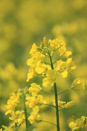Rape field, canola crops   in Morioka,  Iwate,  Japan の写真素材