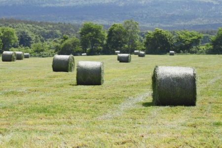 round bales of straw in the meadowの写真素材