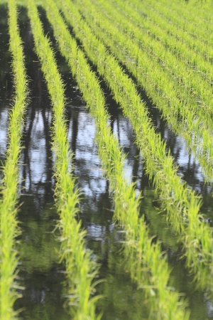 Close up green field, Asia paddy field  in Iwateの写真素材