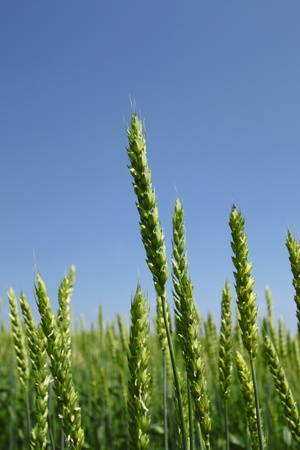 wheat field with blue sky in  Morioka,  Iwate,  Touhoku, Japanの写真素材