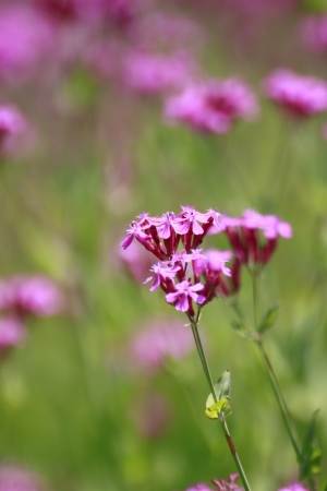 Close up  Silene armeria   in  summer  (Iwate ,Japan)の写真素材