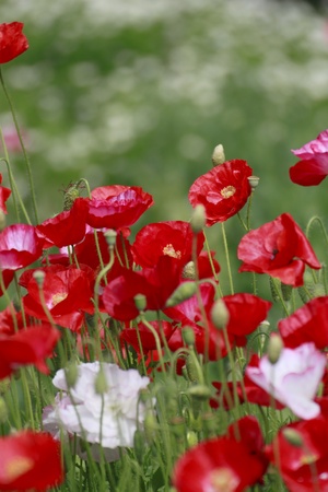 Close up  red corn poppy   in  green  field  の写真素材
