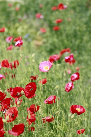 Close up  red corn poppy   in  green  field  の写真素材
