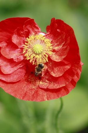 Close up  red corn poppy    and a bee   in  green  field  の写真素材