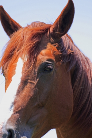 horse and  field  in summerの写真素材