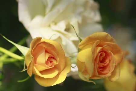 Close up   Beautiful  rose in a garden の写真素材