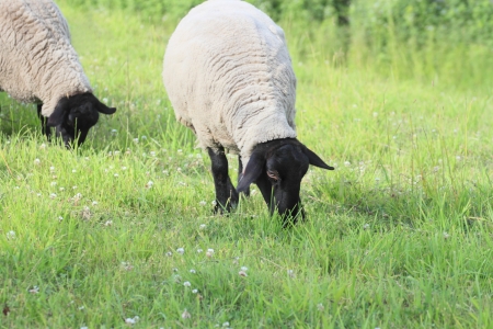 Flock of sheep and green  field  in  Kuzumaki, Iwateの写真素材