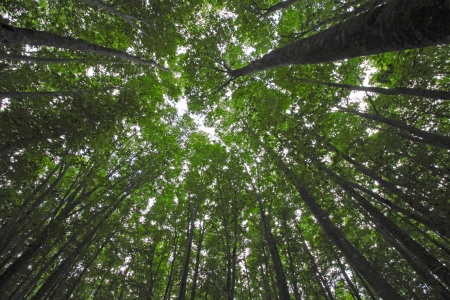 Beech forest  in  Appi,  Iwate,  Touhoku, Japan