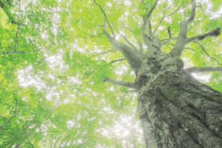 Beech forest  in  Appi,  Iwate,  Touhoku, Japanの写真素材