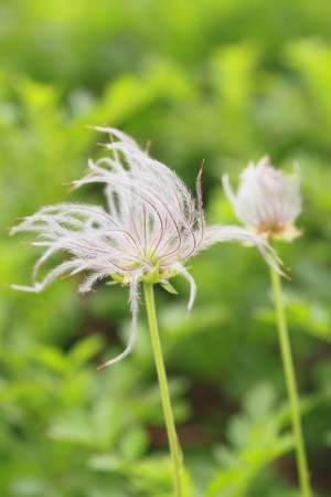 Close  up  Aleutian avens   in  summer