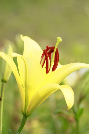 Close  up  fresh  Lily  and field   in  summerの写真素材
