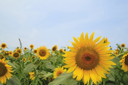 Close up sunflowers in the field in summer の写真素材