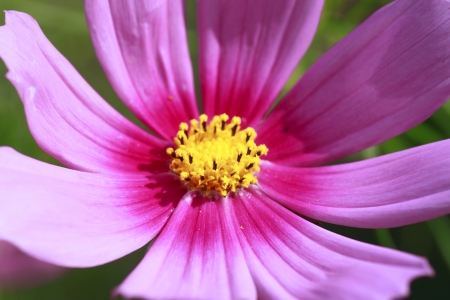 Close up  fresh cosmos flowers  in  the  fieldの写真素材