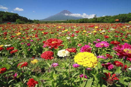 Mt . Fuji  and beautiful Zinnia in  summerの写真素材