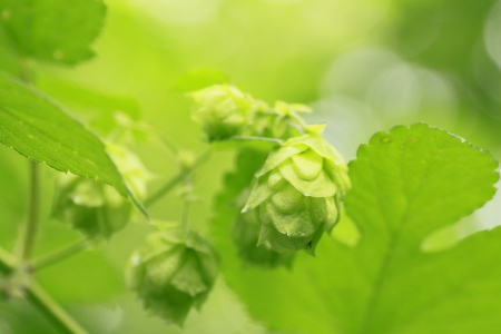 Close  up  Fresh Green  hops   in summerの写真素材