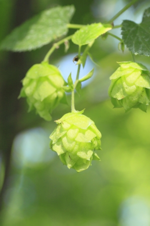 Close  up  Fresh Green  hops   in summerの写真素材