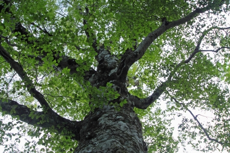 Mother tree in  Shirakami- Sanchi   world  heritage 