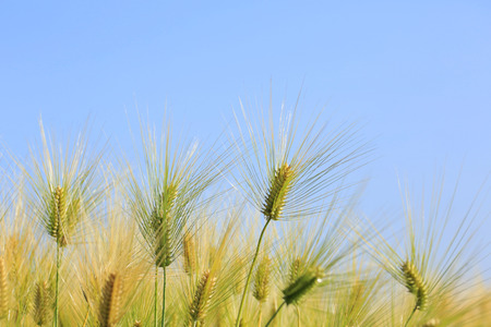 Close  up  Golden wheat field の写真素材