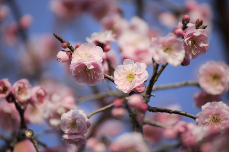 Beautiful plum flowers bloom in springの写真素材