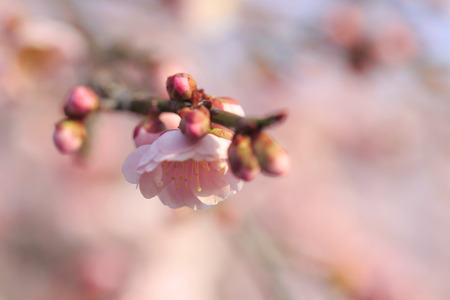 Beautiful plum flowers bloom in springの写真素材