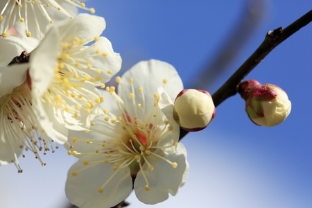 Beautiful Plum blossom in Osak, Japanの写真素材