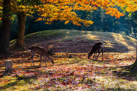 Nara Park and Deer in Autumnの写真素材