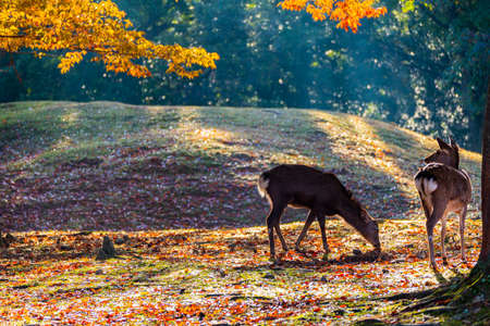 Nara Park and Deer in Autumn