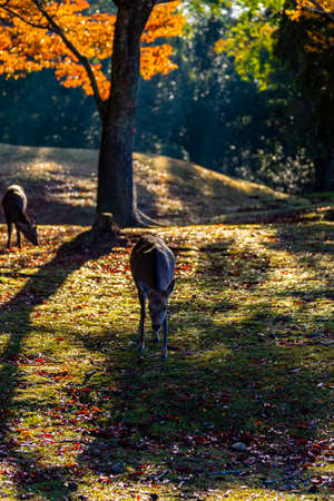 Nara Park and Deer in Autumnの写真素材