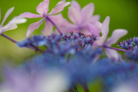 Japanese Hydrangea blooming in the rainy seasonの写真素材