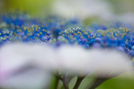 Japanese Hydrangea blooming in the rainy seasonの写真素材