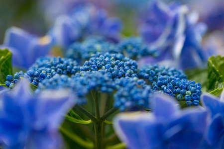 Japanese Hydrangea blooming in the rainy seasonの写真素材