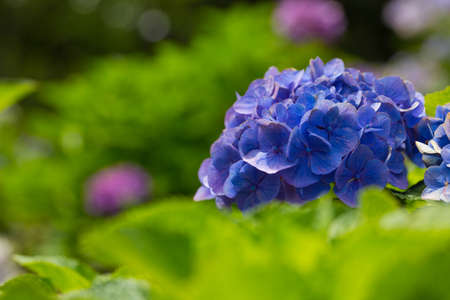 Japanese Hydrangea blooming in the rainy seasonの写真素材