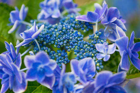 Japanese Hydrangea blooming in the rainy season