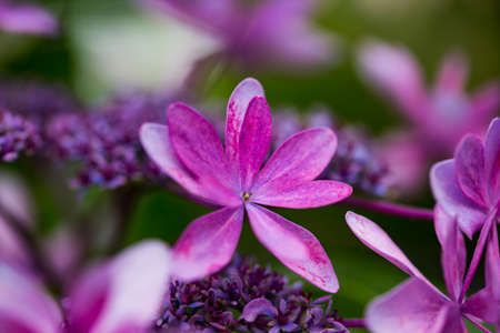Japanese Hydrangea blooming in the rainy seasonの写真素材