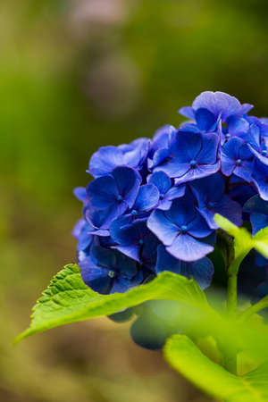Japanese Hydrangea blooming in the rainy season