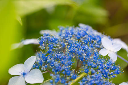 Japanese Hydrangea blooming in the rainy season