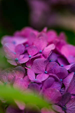 Japanese Hydrangea blooming in the rainy seasonの写真素材