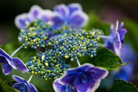 Japanese Hydrangea blooming in the rainy seasonの写真素材