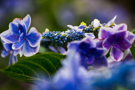 Japanese Hydrangea blooming in the rainy seasonの写真素材