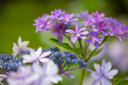 Japanese Hydrangea blooming in the rainy seasonの写真素材