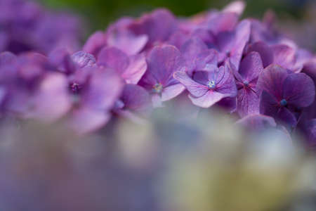 Japanese Hydrangea blooming in the rainy season